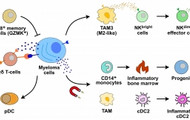 In the bone marrow, the myeloma cells reprogram the cells of the immune system. In this way, they create an environment in which they can continue to spread. © DKFZ