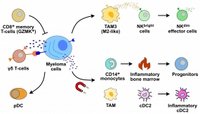Im Knochenmark programmieren die Myeloma-Zellen die Zellen des Immunsystems um. So schaffen sich so eine Umgebung, in der sie sich weiter ausbreiten können. © DKFZ Im Knochenmark programmieren die Myeloma-Zellen die Zellen des Immunsystems um. So schaffen sich so eine Umgebung, in der sie sich weiter ausbreiten können. © DKFZ