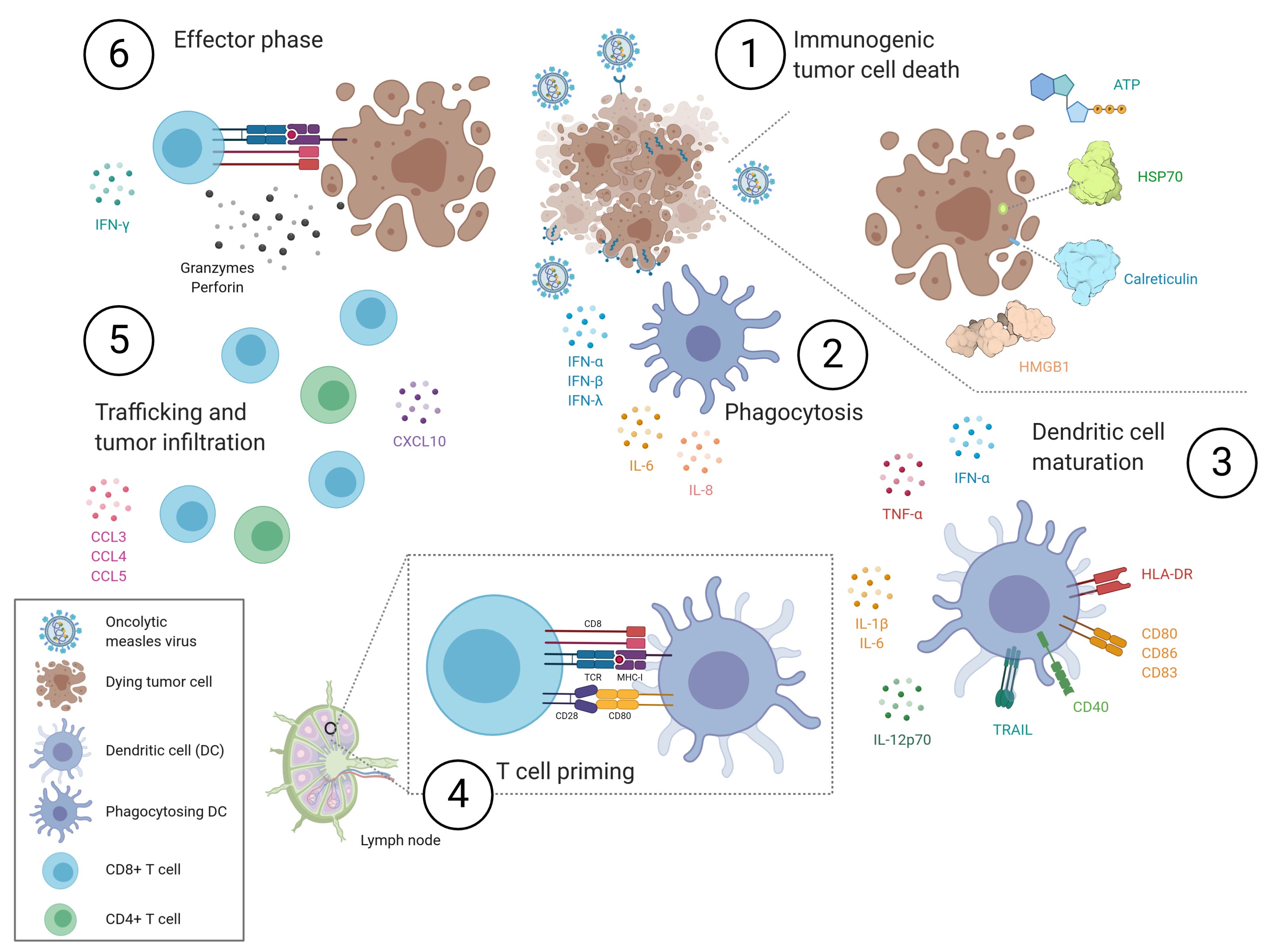 Measles virus oncolysis and the cancer immunity cycle