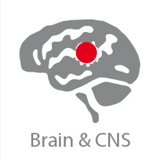 CP Brain & CNS
