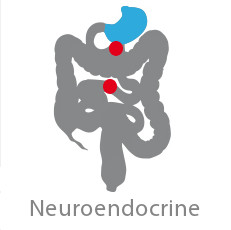 CP Neuroendocrine